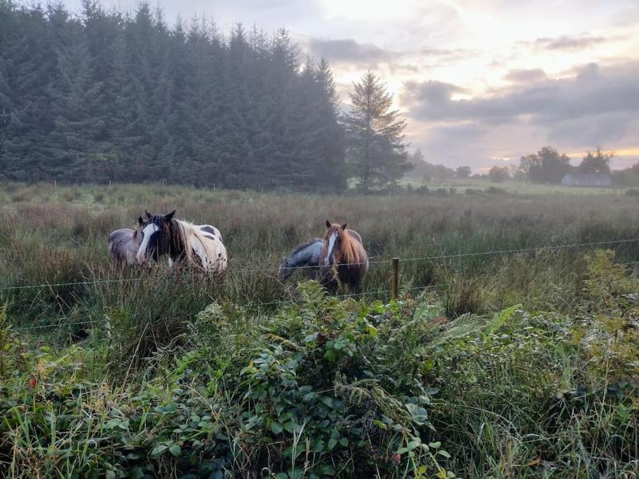 Forest View Cabin Ballaghaderreen Extérieur photo